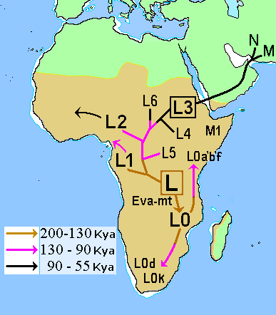  Descendance Mitochondrial Africaine