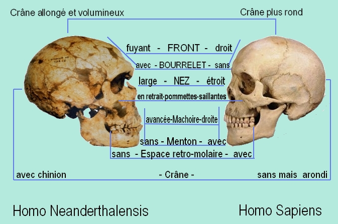 Comparaison crâne d'homme Néandertal et homo sapien 