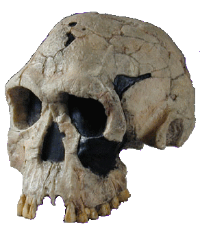 Crane Homo Habilis