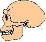 crane d'Erectus