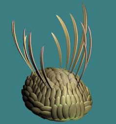  wiwaxia
